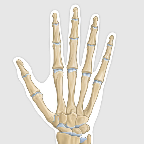 Vue anatomique dorsale de la main