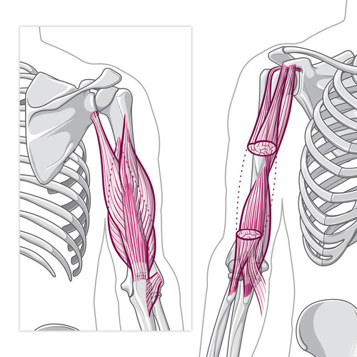 illustration de muscles et os du bras et tronc