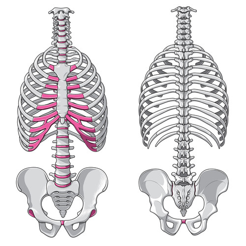 illustration d'ossature tronc : rachis, cage thoracique, pelvis