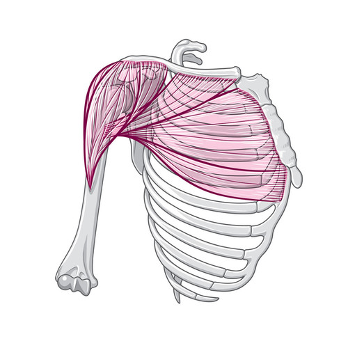 illustration de muscles et os du bras et tronc : deltoïde et grand pectoral