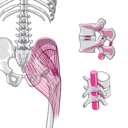 illustrations de muscles deltoide et grand pectoral