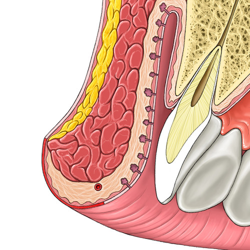 Anatomie vue en coupe de la lèvre supérieure