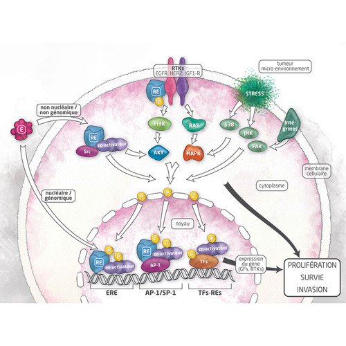 Illustration de physiologie cellulaire