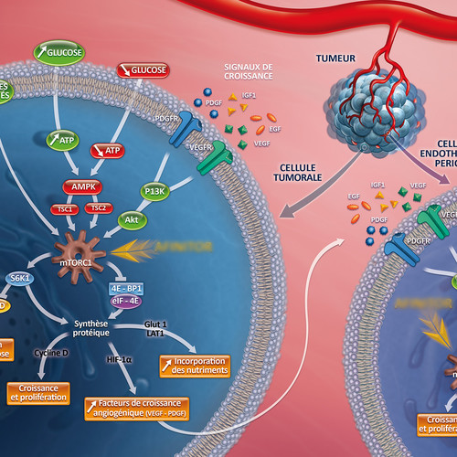 Illustration de physiologie cellulaire et tumorale