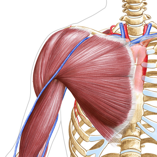 Illustration au crayon de couleur du muscle grand pectoral