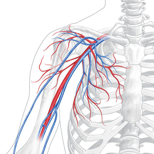 Illustration au crayon de couleurs de vaisseaux de la fosse axillaire