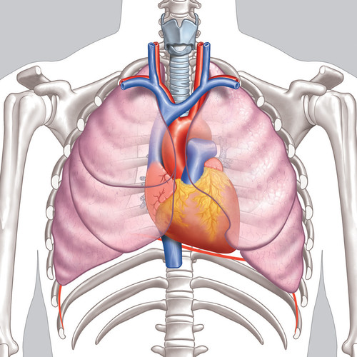 Illustration d'organes de la cage thoracique