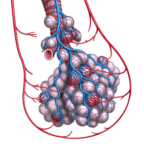 Illustration d'alvéoles pulmonaires