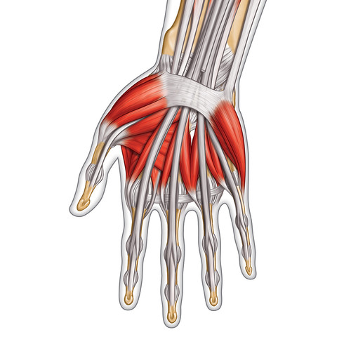 Illustration de la main et des muscles
