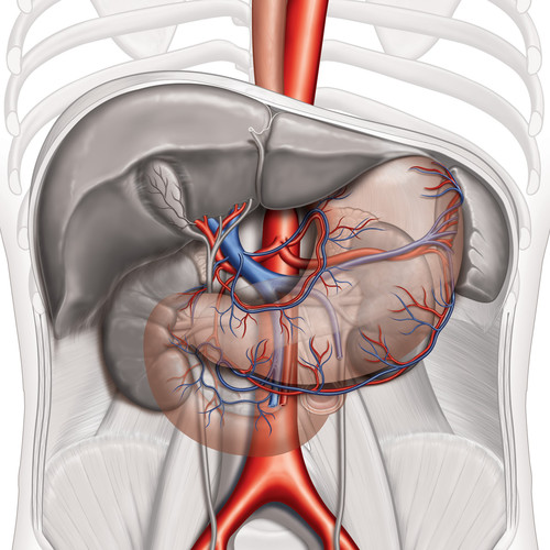 Illustration de la vscularisation de l'estomac