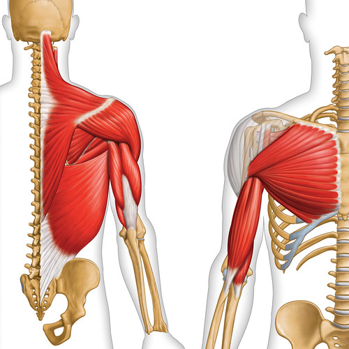 Illustration d'anatomie humaine muscles et os du membre supérieur