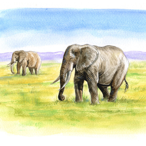 Illustration documentaire d'éléphant à l'aquarelle