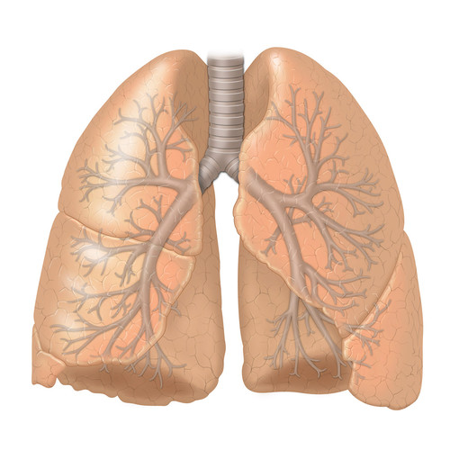 illustration de poumons et arbre bronchique