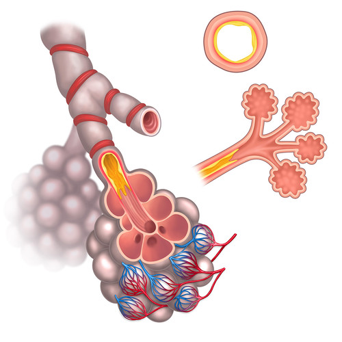 illustration de bronchioles et sacs alvéolaires
