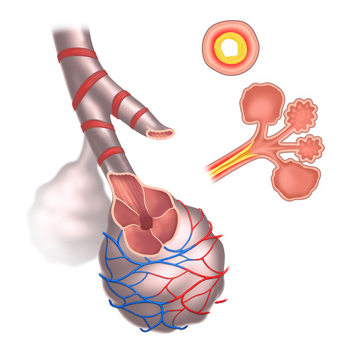 illustration de bronchioles et sacs alvéolaires