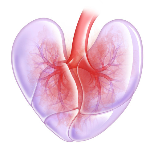 Illustration conceptuelle de coeur/poumon