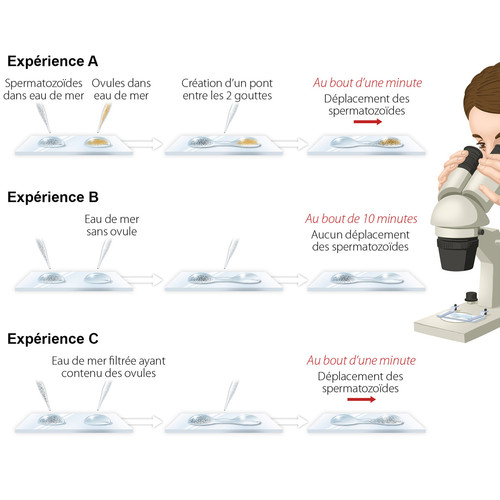 zoom sur une illustration d'expérience scientifique