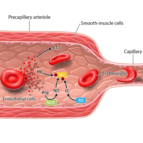 vaisseau sanguin et drepanocytose