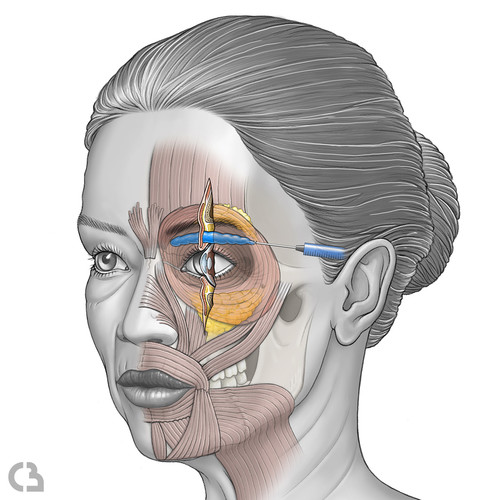 Illustration du visage et anatomie 